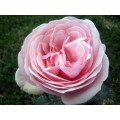 Garden Roses - Aphrodite